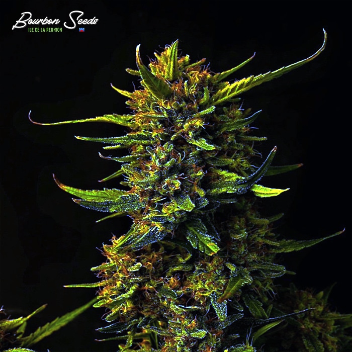 Strawberry Banana Auto - Graine Cannabis - Bourbon Seeds